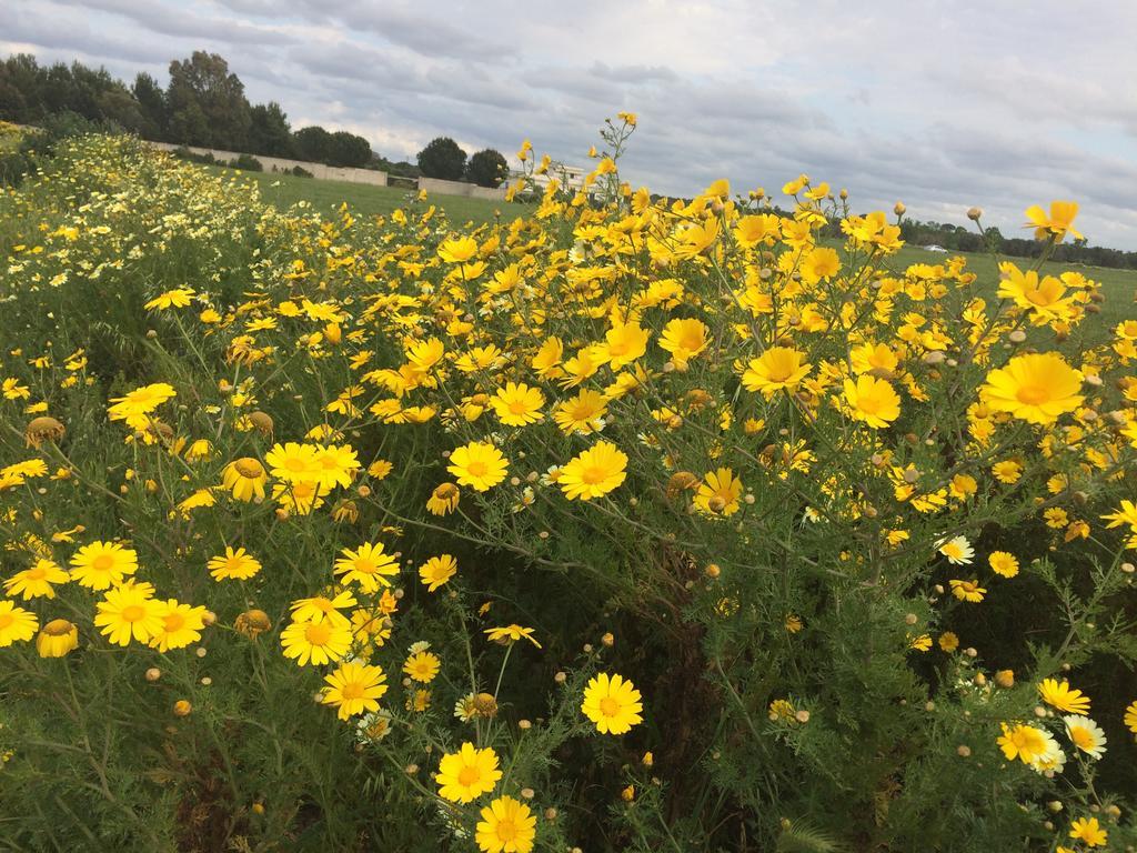 Tenuta Monaci La Murra Carmiano  Bagian luar foto